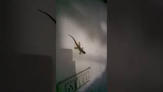 House Lizardtrendingshortsviralyoutubevlogsanimallovertimewastetimepass35mmworldn5u [upl. by Nishom]