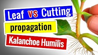 SUCCULENT PROPAGATION  Leaf VS Cutting Propagation  which is better  Kalanchoe Humilis [upl. by Tecu]