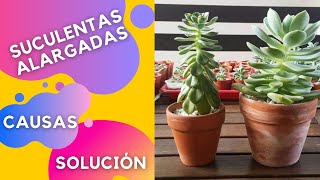 SUCULENTAS ESTIRADAS 🌱 etiolación  ¿Porqué sucede  ✅ SOLUCIÓN [upl. by Ahseekat]