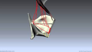 Muscles of the Larynx  Part 2  3D Anatomy Tutorial [upl. by Acinnor]