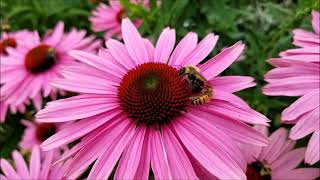 Summer Pollinators at the Toronto Botanical Garden [upl. by Ithaman928]