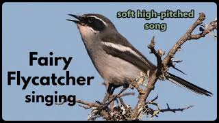 FAIRY FLYCATCHER singing its thin highpitched wispy song [upl. by Ahsirkal986]