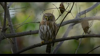 Aurora o tecolote • Canto de la Aurora Glaucidium Brasilianum 2023 [upl. by Alvin810]