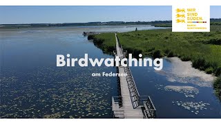 Vogelbeobachtung am Federsee  BadenWürttemberg [upl. by Merill]