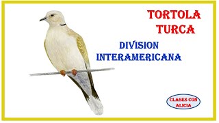 AVES  DIVISION INTERAMERICANA  TORTOLA TURCA  MINISTERIO INFANTIL [upl. by Godderd878]