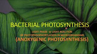 BACTERIAL PHOTOSYNTHESIS II LIGHT PHASE II ANOXYGENIC PHOTOSYNTHESIS [upl. by Benjie]