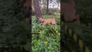 Luke pounces through garden on her first walk [upl. by Ilene655]