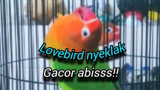 Lovebird gacor‼️bikin Lovebird jadi kepancing [upl. by Cy]