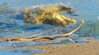 Black Mamba Tries to Escape Crocodile [upl. by Kolivas]