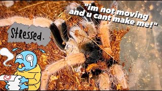 Even expensive TARANTULAs can be so STUBBORN [upl. by Wiltsey]