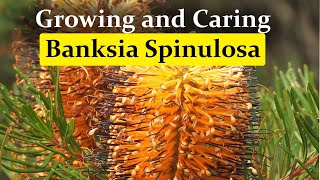 Growing and Caring Banksia spinulosa Hairpin Banksia [upl. by Ahsias]