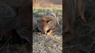 Things are starting off strong on the trapline in Ohio trapping coyotes shorts fyp trapline [upl. by Roobbie]