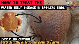 HOW TO TREAT THE WATER BELLY DISEASE IN YOUR POULTRY FARM [upl. by Daisy]