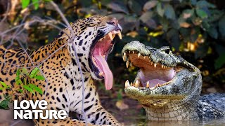 Jaguar Vs Caiman Crocodile EPIC Showdown  Love Nature [upl. by Nomolas]