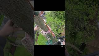 Topping a sketchy tree arborist rigging treework [upl. by Arissa50]