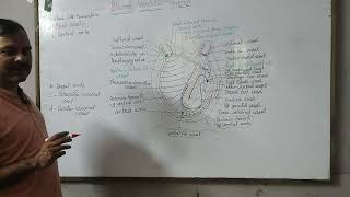 Blood vascular system of Herdmania [upl. by Maccarthy]