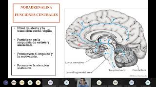 Noradrenalina [upl. by Tressa]