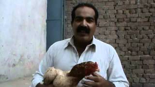 OLD ASEEL HEN  by Usted Rana Safdar Shab city Gujranwala‬‏flv [upl. by Dolorita]