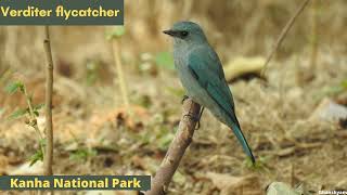 Verditer flycatcherKanha National ParkBird29 [upl. by Ehcram]