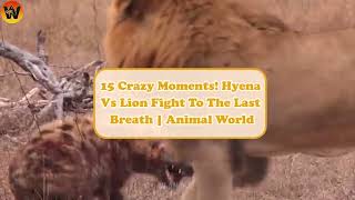 15 Crazy Moments Hyena Vs Lion Fight To The Last Breath  Animal World [upl. by Strander]