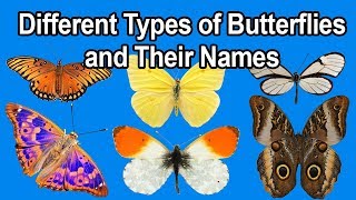 Different Types Of Butterflies And Their Names  Learn About Butterflies [upl. by Adyaj345]