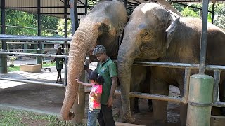 Bonding Over Meals Understanding the Social Feeding Behavior of Elephants [upl. by Jovitah]