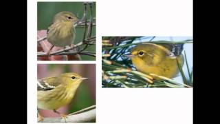 The Warbler Guide  Cornell Lab Monday Night Seminar [upl. by Kreindler]