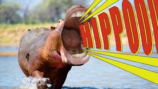 Hippopotamus Song [upl. by Micki]