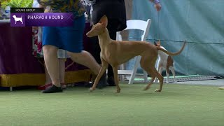 Pharaoh Hounds  Breed Judging 2023 [upl. by Nalrah]