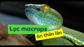 Lục macrops ăn thằn lằn  Feeding Trimeresurus macrops [upl. by Feingold]