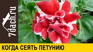 ☘️ Когда и как сеять петунию  НЕ ПРОПУСТИТЕ сроки  7 дач [upl. by Silvia548]