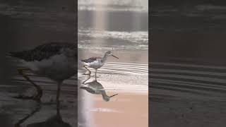 Greater Yellowlegs at Famosa Slough [upl. by Nowyt]