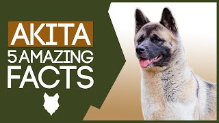 AKITA 5 Facts About The American Akita [upl. by Norword]