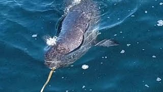 Heres what narwhals mysterious tusks are used for [upl. by Cyrillus]