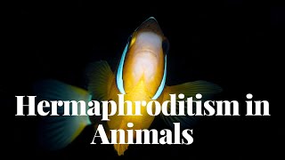 Hermaphroditism in Animals  Fascinating Facts and Species [upl. by O'Brien297]