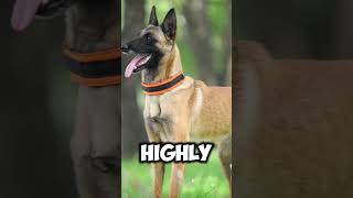 German Shepherd VS Belgian Malinois shorts dogs [upl. by Dart]