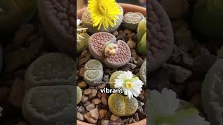 Lithops  Nature’s Living Stone [upl. by Eenej950]