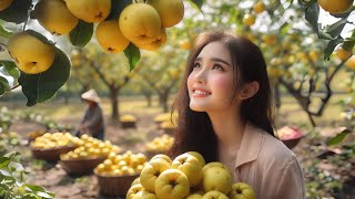 Harvest the golden yellow star apple and bring it to the market to sell  Duyen Tay Daily [upl. by Don92]