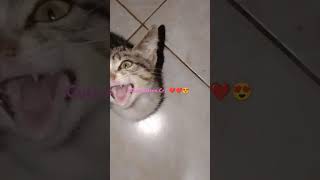 KITTENS Adorable Cry Will Melt Your HeartShortCute KittenLove❤️❤️😍😍 [upl. by Llekcor190]