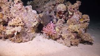 Gymnothorax javanicus by night sea sealife nature naturelovers naturephotography seaanimals [upl. by Ennayt]