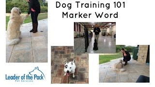 Dog Training 101  Marker Word  Conditioned Reinforcer [upl. by Htenay]