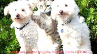 HIMNO A LA AMISTAD 01 [upl. by Atnoek678]