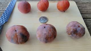 Persimmon Review and History Meader and Osage American Persimmons [upl. by Micaela]