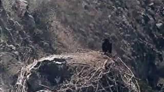 A Bald Eagles Successful First Flight [upl. by Avra]