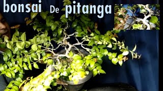 Fazendo uma aramação no bonsai de pitangueira [upl. by Ribaj]