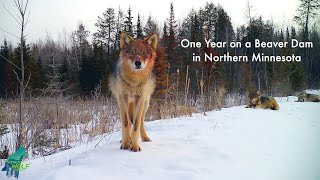 One year on a beaver pond in northern Minnesota [upl. by Ididn]