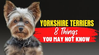 Yorkshire Terriers Is This the Right Dog Breed for You 8 Factors to Consider [upl. by Oscar]