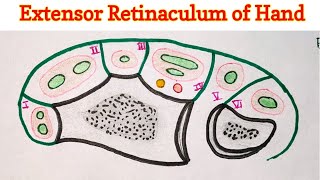 Extensor Retinaculum of Hand [upl. by Roz410]