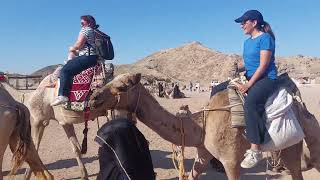 à dos de chameau dans le désert Désert dHurghada Egypte  Meilleures Choses à faire [upl. by Mahgem]