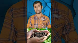 திப்பிலி மருத்துவ குணங்கள்  Thippili Benefits  Long Pepper Benefits  thippili viral shorts [upl. by Aetnahc611]